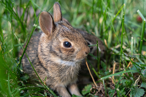 Close-up of cute little Eastern Cottontail baby Rabbit (Sylvilagus floridanus) as he peaks out of nest