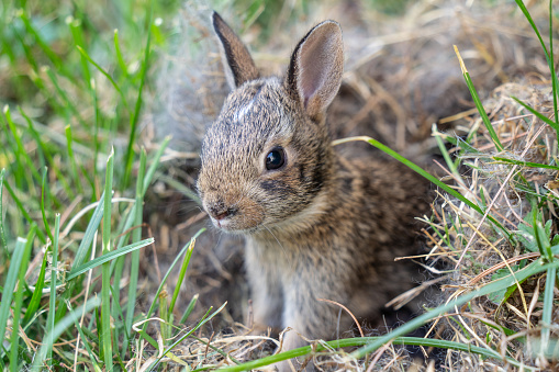 Close-up of cute little Eastern Cottontail baby rabbit (Sylvilagus floridanus) as he peaks out of nest