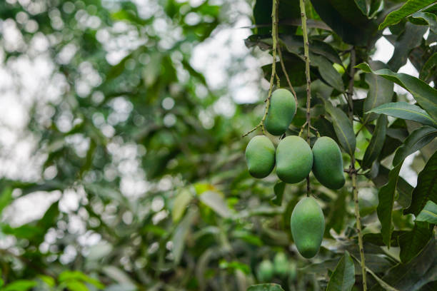 istock Bunches of green unripe mango fruits hanging on it's tree 1935959287