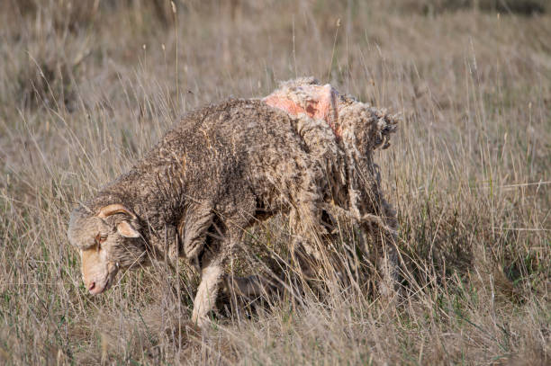 Romneyschaf / Romney sheep / Ovis