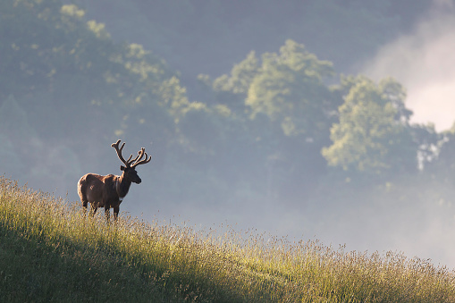 Red deer with big antlers walking on meadow. Wildlife in natural habitat