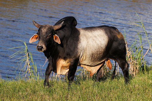 Cow on green field with copyspace