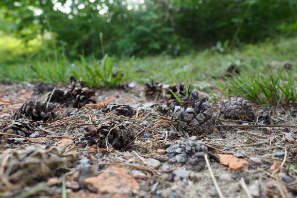 istock Pine or spruce cones lie on old dried up foliage and on pine needles. close-up. Forest path in a coniferous forest. Green trees in the background. The theme of ecology and forest conservation. 1935979648