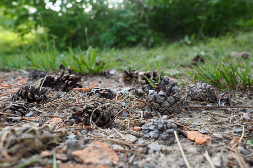 Pine or spruce cones lie on old dried up foliage and on pine needles. close-up. Forest path in a coniferous forest. Green trees in the background. The theme of ecology and forest conservation.