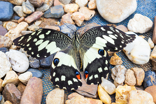 Close up of yellow butterfly