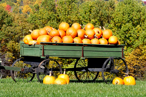 Harvested packed orange pumpkins in wooden cart with hay bales. Old Farm Wagon with squash for Halloween and Thanksgiving holidays. Horse carriage with vegetables at harvest season at farm market