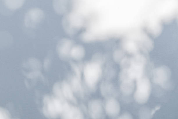 istock Abstract natural tree leaves shadow on white wall background 1935987661