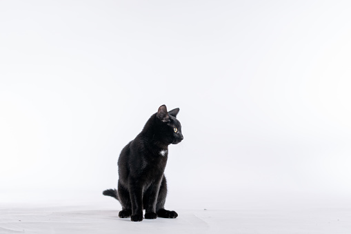 A black cat sits in a studio set with a white background, as she poses for a portrait.  She has her ears perked up and appears curious.
