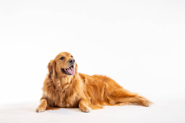 Golden Retriever Relaxing