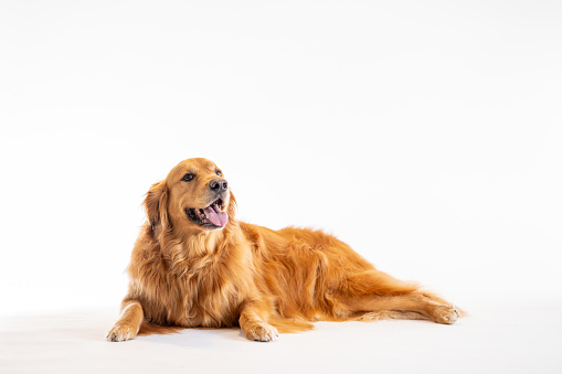 A Golden Retriever dog lays down in a studio set with a white background, as he poses for a portrait.  He has his tongue out and appears to be smiling!