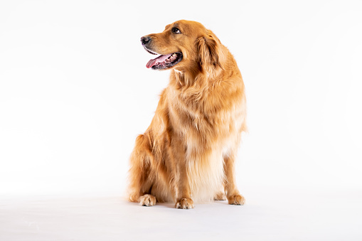A Golden Retriever dog sits obediently in a studio set with a white background, as he poses for a portrait.  He has his tongue out and appears to be smiling!