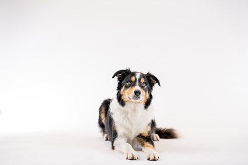 Pretty lying down blue merle australian shepherd dog looking at the camera isolated on a white background