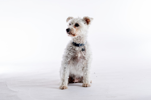 A small white mixed breed dog sits in a studio set with a white background, as she poses for a portrait.  She has her ears perked up and appears happy and curious.