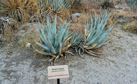 California, USA - November 27, 2019: a sign with the name of a succulent plant or cactus near the Park visitor center
