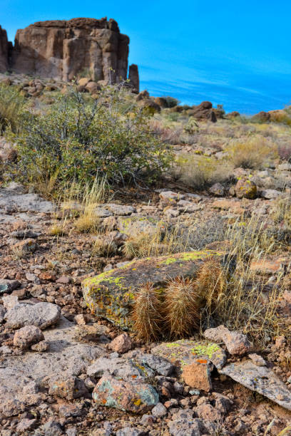 engelmann's hedgehog cactus (echinocereus engelmannii), arizona cacti - arizona prickly pear cactus hedgehog cactus cactus fotografías e imágenes de stock