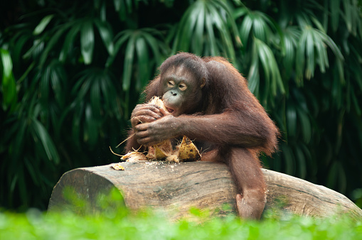 a Orang Utan or Pongo pygmaeus was sitting in a tree while eating a coconut