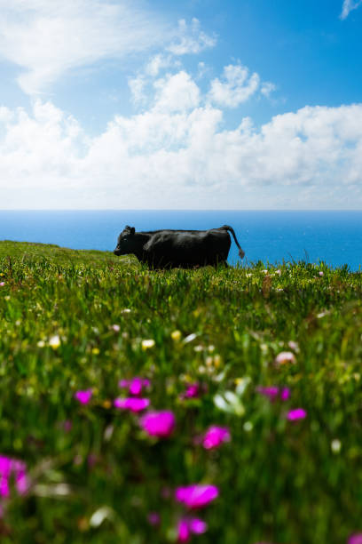 A fine art landscape photography image of a coastal Californian cow grazing in a flower blooming field with the iconic coastline glowing in the background under a sunny Spring sun.