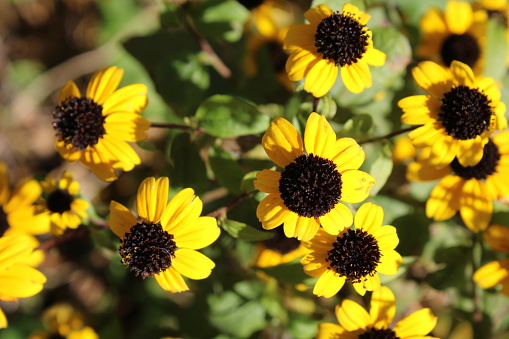 A close up of several black eyed Susan flowers.