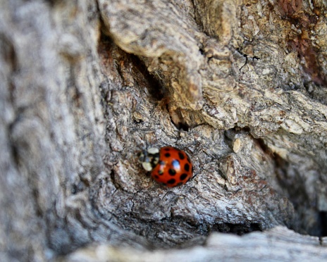 A close up of a ladybug on a tree