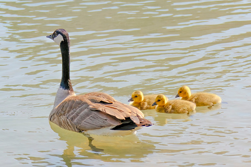 A Canadian goose casually swimming alongside its ducklings in the spring.