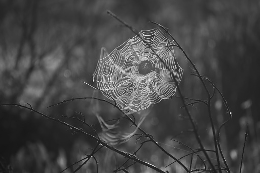 Creepy Spiderweb in black and white