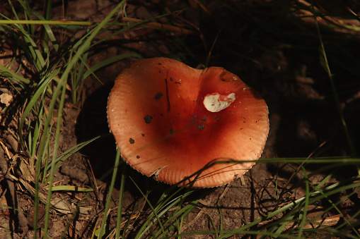 Red Mushroom with a Bite Missing