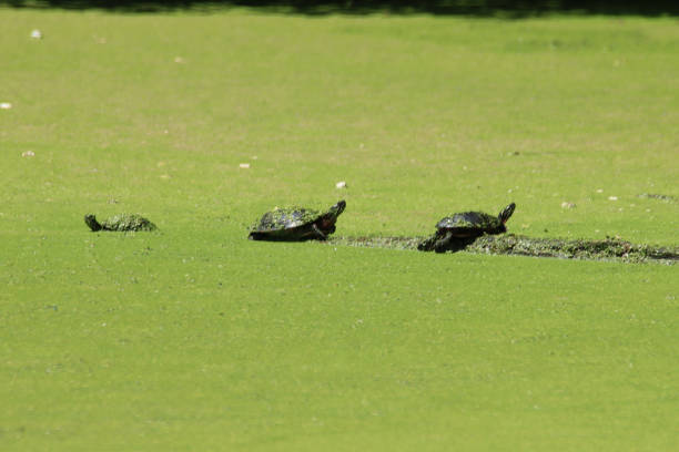 istock Three Turtles on a Log in Green Water 1936119311