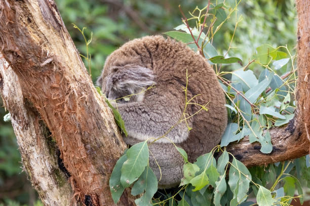 istock Australia. This cute marsupial is endangered in the wild. 1936119854