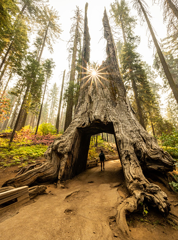 Sunburst Over Hiker In The Fallen Tunnel Tree in Yosemite National Park