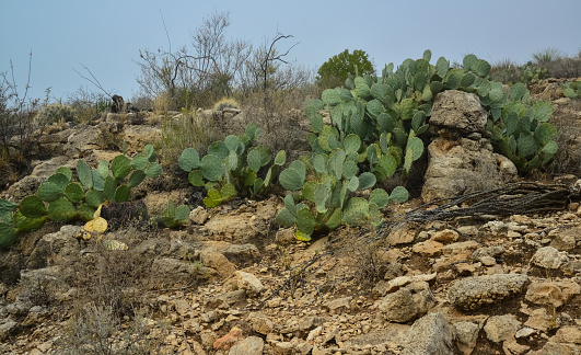 Opuntia cacti and other desert plants in the mountains landscape in New Mexico, USA
