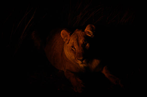 istock A lioness ( Panthera Leo) looking in the camera at night, Ongava Private Game Reserve ( neighbour of Etosha), Namibia. 1936130562