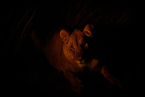 A lioness ( Panthera Leo) looking in the camera at night, Ongava Private Game Reserve ( neighbour of Etosha), Namibia.  Horizontal.