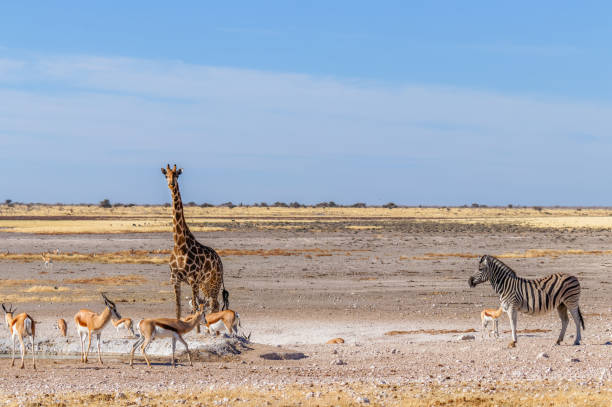 istock A giraffe ( Giraffa Camelopardalis), a Zebra ( Equus Burchelli) and a herd of springbok ( Antidorcas Marsupialis), Etosha National Park, Namibia. 1936130567
