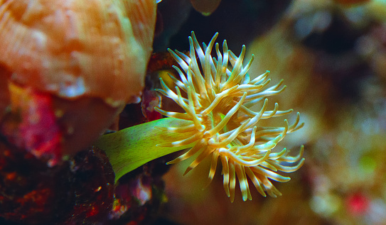 Tentacles of large sea anemone in a marine aquarium