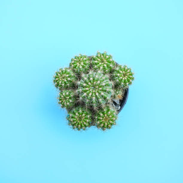 istock Flat lay view of cactus on blue background with copy space 1936159529