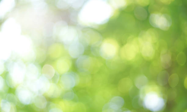 istock Natural green bokeh from tree abstract background 1936161626