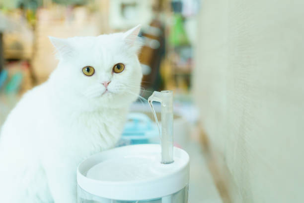 istock Lovely white Scottish cat portrait. 1936164785