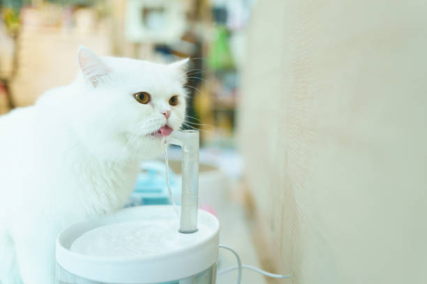 istock Lovely white Scottish cat portrait. 1936164790