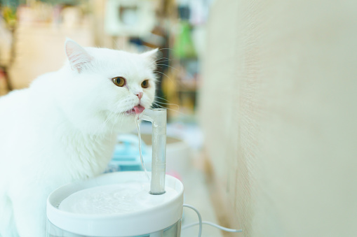 Beautiful Scottish white cat drinking water at automatic cat fountain or water feeding bowl.