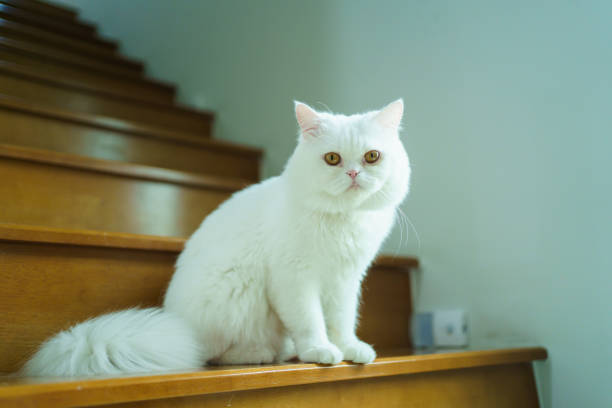 Beautiful Scottish white cat sitting and walking around the house, cute white cat sitting on the staircase.