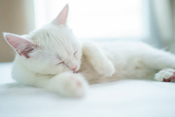 istock Lovely white Scottish cat portrait. 1936165334