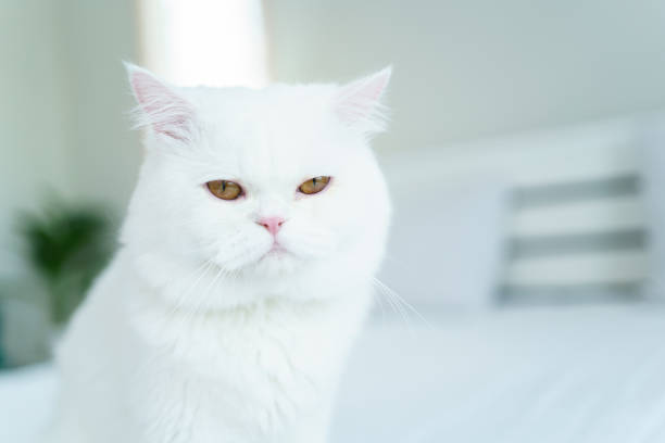 istock Lovely white Scottish cat portrait. 1936165341