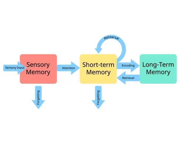 Vector illustration of three stages of memory from sensory memory to short term memory and long term memory