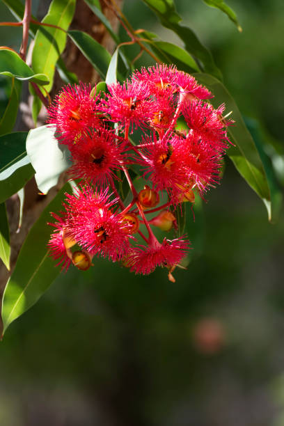 istock Red flowering gum tree blossoms and buds, Corymbia ficifolia 1936167588