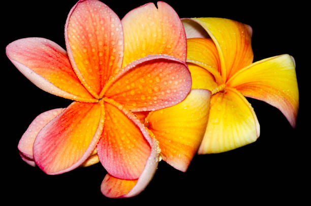 Frangipani tropical flowers Plumeria flowers fresh with water drops