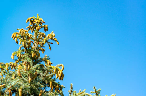 Blue Christmas tree with pine cones on the top branches against the blue sky