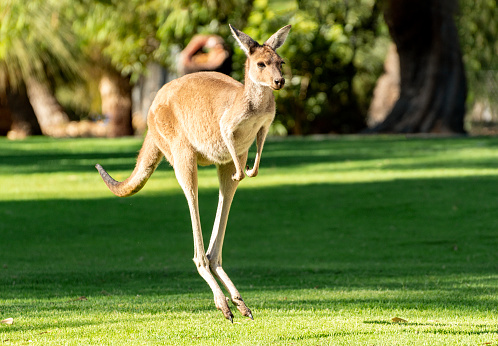 Kangaroo in Yanchep National Park Perth WA