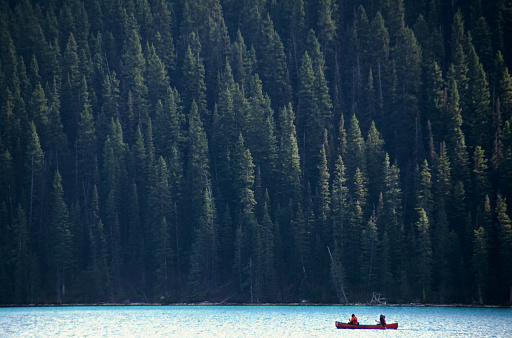 Medium shot of canoers on Canada's Lake Louise dwarfed by countless towering pine trees