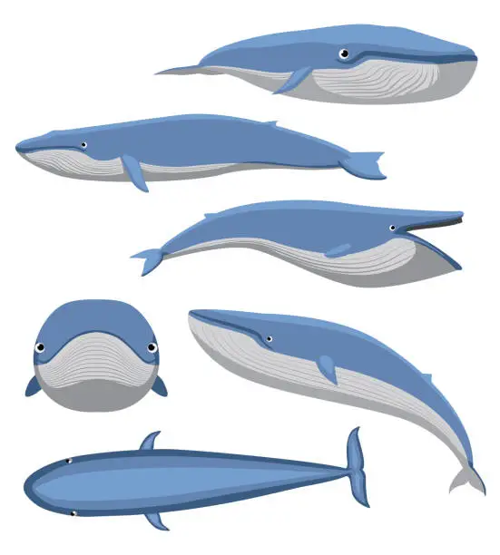Vector illustration of Cute Blue Whale Top Front Side Set Cartoon Vector