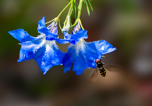 Australian wildflower Lechenaultia vivid blue flowers with a bee